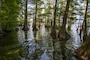 The U.S. Army Corps of Engineers Memphis District (USACE) and the West Tennessee River Basin Authority (WTRBA) will host a general scoping meeting to solicit comments and information from the public regarding the Running Reelfoot Bayou, TN feasibility study. The study investigates National Ecosystem Restoration benefits related to restoring aquatic and floodplain habitat along the Running Reelfoot Bayou in Lake, Obion, and Dyer Counties, Tennessee. The meeting will be held on Thursday April 21, 2022, from 5 p.m. until 7 p.m. at the Lake County Circuit Court in Tiptonville, TN.