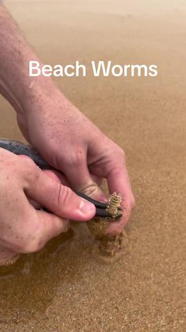 Beach Worms  #fyp #foryou #spongebob #fy #you #sydney #australia #alaskanbullworm #crazy #insane #fish #creature #scary #tiktok #viral #fish #beach #monster  tekijältä TightLinez biisillä Keep Dat Nigga artistilta iCandy