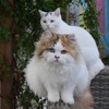 British Promise Cats,britishpromise.cats