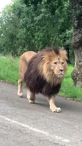Gibuhat ni E M M A ✨ ang Turning into an animal TikTok fan account at this stage #fyp #animal #lion #lioness #foryoupage #safari nga adunay musika nga Such a Whore (Baddest Remix) ni JVLA