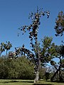 25 juillet 2014 Arbre à chaussures.