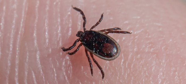 Tick on a finger