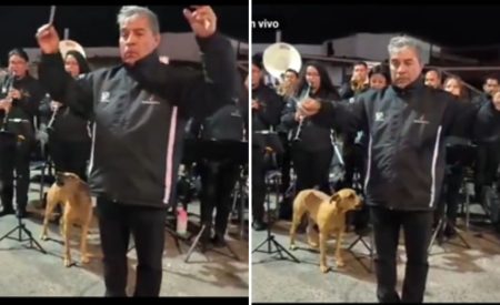 "Aperró por la patria": Perro entonó el himno nacional junto a orquesta en Arica