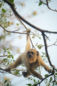 monkey Bolivia