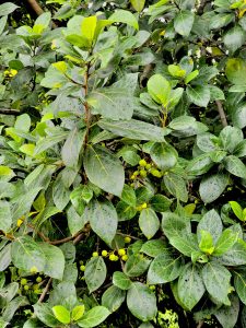 A Ficus exasperata tree’s leafs & its figs after a rain. This tree is also called as sandpaper tree, forest sandpaper fig, white fig, or sandpaper leaf tree. From Oorkadavu, Kozhikode, Kerala