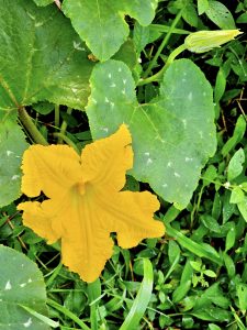 Pumpkin flower and bud. From Perumanna, Kozhikode, Kerala.