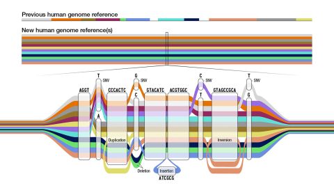 Researchers have released a new human pangenome reference, a high-quality collection of reference human genome sequences that captures substantially more diversity from different human populations than what was previously available.
