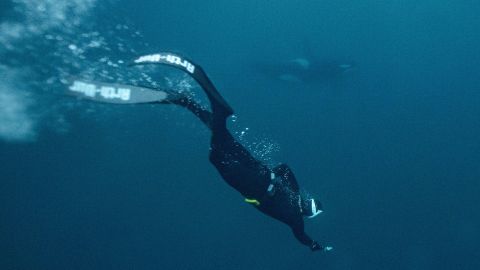 TOPSHOT - Five times freediving World Champion France's Arthur Guerin-Boeri swims next to an Orca's (Killer Whales) in the Arctic Ocean in the Spildra Island northern Arctic Circle, on January 27, 2023. - Arctic Atlantic ocean is at +3C as the air temperature is -4C at this time of the year during the polar nights. (Photo by Olivier MORIN / AFP) (Photo by OLIVIER MORIN/AFP via Getty Images)