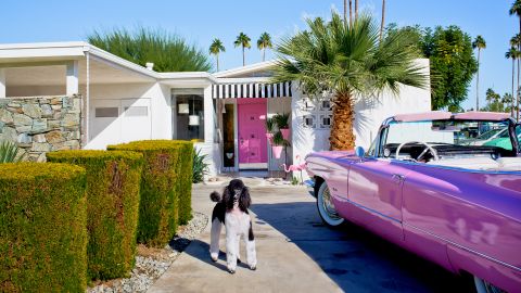 01 dogs palm springs cnnphotos