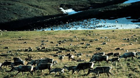 ARCTIC NATIONAL REFUGE, ALASKA - UNDATED: (FILE PHOTO)  Caribou graze in the Arctic National Wildlife Refuge in Alaska in this undated file photo. The U.S. Senate voted not to allow drilling  for oil in the refuge March 19, 2003 by a 52-to-48 vote. (Photo by US Fish and Wildlife Service/Getty Images)