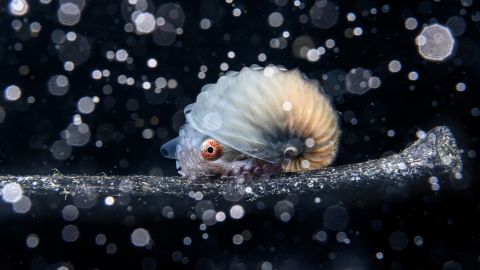 Jialing Cai was the overall winner for this shot taken in the Philippines of a paper nautilus drifting on a piece of ocean debris at night, surrounded by heavy sediment. 