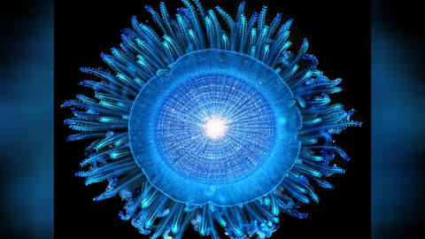 Blue button jellies in the genus Porpita are colonies of polyps that float on the ocean's surface.