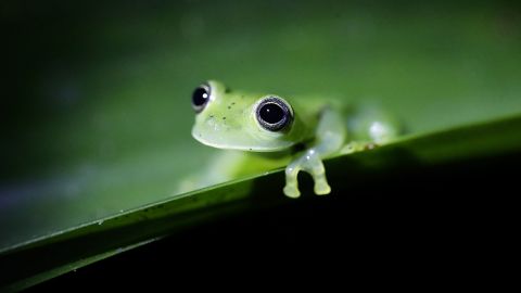 An emerald glass frog (Espadarana prosoblepon) in the Chuchanti reserve, in Darien, Panama, 28 March 2023 (issued 05 April 2023). In the reserve area there are more than 40 camera traps, twenty in the canopy - the layer of branches and leaves formed by the tops of neighboring trees - and the others in the understory - the variety of vegetation that grows in the areas closest to the floor-. The idea is to collect data that allows understanding "the dynamics" of this neotropical forest.
Chucanti, a reserve  in the Darien of Panama with an overwhelming biodiversity - 28 Mar 2023