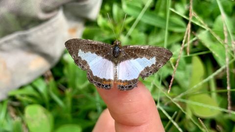 Esme Ashe-Jepson conducing fieldwork in Panama, with a Juditha caucana butterfly from the Riodinidae family.