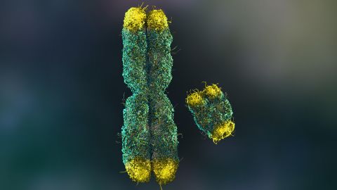 W1G4K6 X and Y Chromosomes with Telomeres