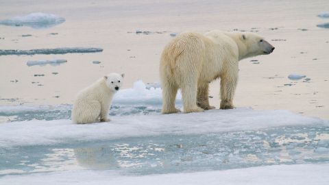 Polar bear mom and cub