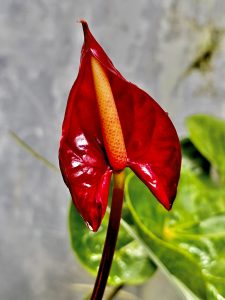 Few hours before the flower blooms. A maroon anthurium flower from our Garden. Perumanna, Kozhikode, Kerala.