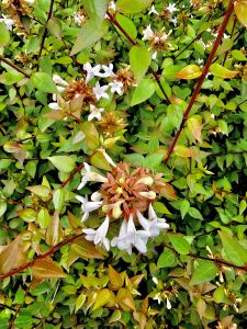 Linnaea × grandiflora aka Abelia × grandiflora flowers. From Central Park, New York, United States