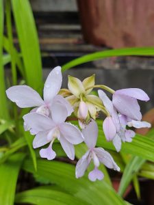 A violet white variant of Spathoglottis plicata flowers & bud after the rain. Tiny ants are drinking the honey. It is commonly known as the Philippine ground orchid or large purple orchid. From our garden, Perumanna, Kozhikode, Kerala.