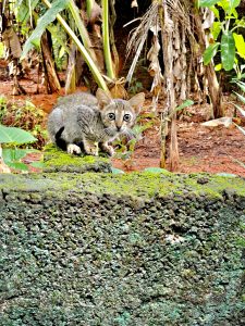 Just before jumping down. A kitten from our neighbourhood. From Perumanna, Kozhikode, Kerala.