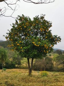 Lemon tree in paraguay