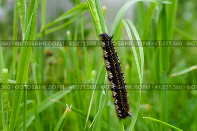 A large black caterpillar with yellow spots creeps on the grass