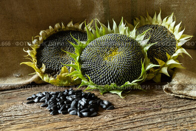 A ripe sunflower with seeds lies on an old board