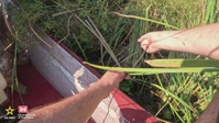 U.S. Army Corps of Engineers and Piney Woods Service Association host annual alligator hunt