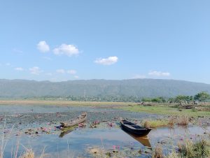 Two boats gently floating adorned with water lilies.