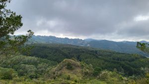 Montañas. paisaje verde, naturaleza. Low clouds over rolling hills covered in pine trees.
