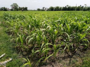 Nepal's cultivation of corn.