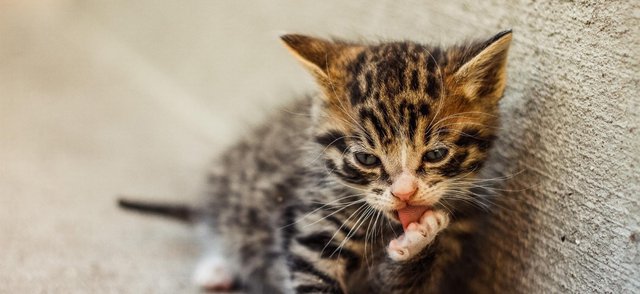 Забота о котенке в первые месяцы жизни. Полный гайд