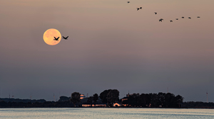 Full moon at dawn over an island with buildings lit up by the rising sun in a lake. Flying geese are silhouetted against the ombre sky.