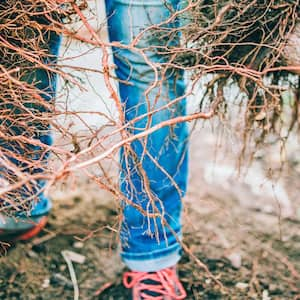 Woman holding big roots