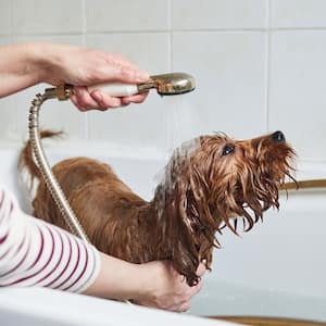 Woman bathing her dog in the bathtub