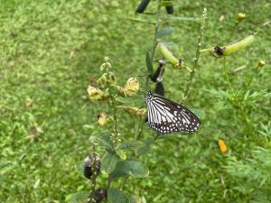 Striking black and white butterfly stands on a flower bud against a backdrop of foliage.