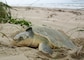 A sea turtle digs a nest on a beach in Brunswick County, North Carolina. 