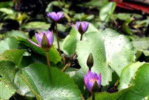 Purple water lilies gracefully floating in serene water. A vibrant display of nature's beauty.