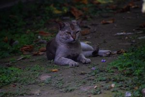 Aa angry cat with distinctive markings lounging on a ground scattered with fallen leaves and green plants.
