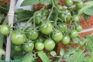 A bunch of unripened, green tomatoes hangs on a vine in front of a brick wall.