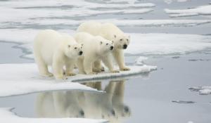 Three polar bears on sea ice.