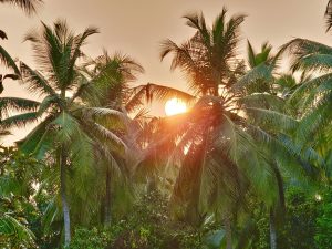 Sunset behind lush palm trees with a warm, golden light filtering through the leaves.