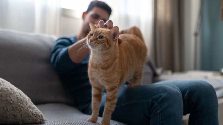 young man with cats at home