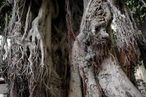 Aerial roots of a centennial ficus tree