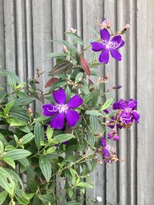 Purple Blossom flowers and green leafs. Some flowers are decayed. 