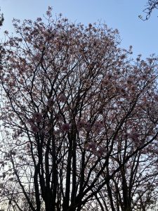 Silhouette of a tree with flowers during spring season in Bangalore