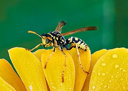 Polistes dominula