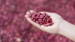 Farmer holding kidney beans in her hand.