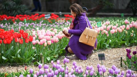 Посетительница фотографирует цветы на открытии ежегодной выставки Парад тюльпанов в Никитском ботаническом саду в Крыму