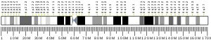 Chromosome 6 (human)